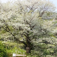 hanami11