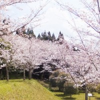 hanami17