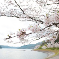 hanami1_3