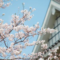 hanami2_2