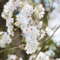 hanami2_4
