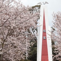 hanami4_1