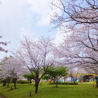 hanami5_1