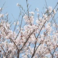 hanami6_3