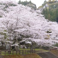 hanami7_1