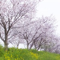 hanami8