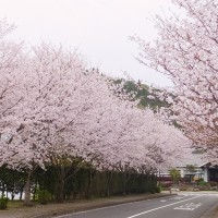 hanami10_1