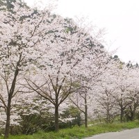 hanami13_1