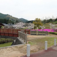 hanami25_1