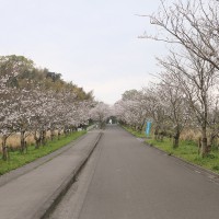 hanami30_1