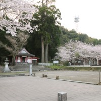 hanami31_1