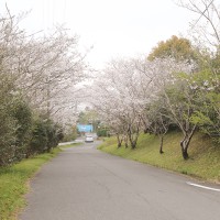 hanami32_1
